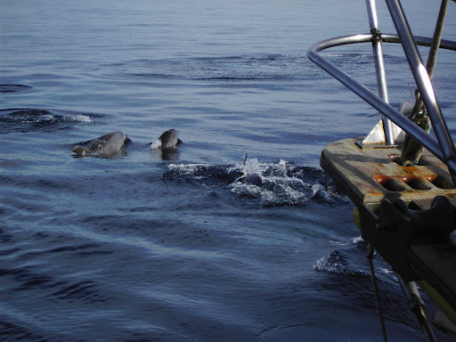 Dolphin Cruise Excursiones en Barco Despedidas y Fiestas Party
