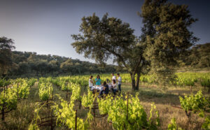 Bodega La Melonera