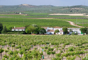 Bodega Cortijo La Fuente S.L.
