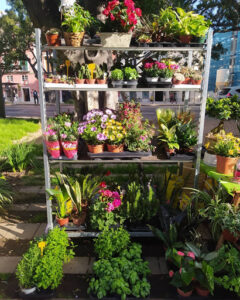 Floristería Emilia Alameda
