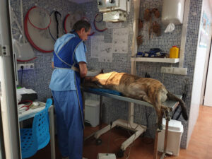 Clinica Veterinaria Echevarría