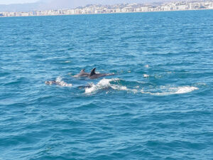 Sea Life Benalmádena