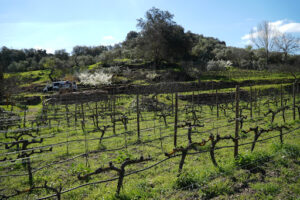 Bodega Gonzalo Beltrán Finca La Nogalera