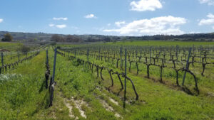 Bodega García Hidalgo