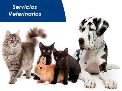 Hospital Veterinario SOS Animal