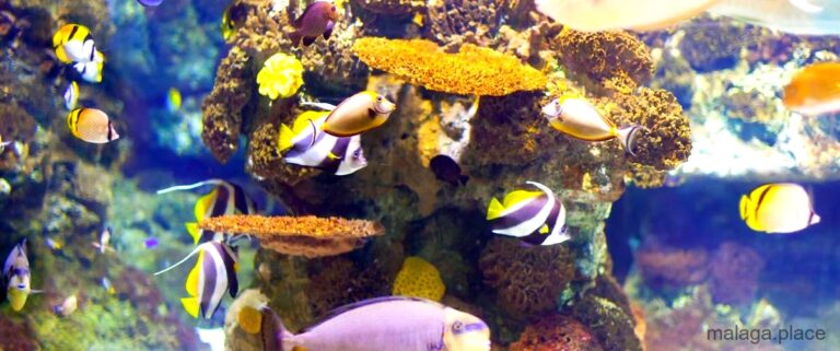 Los 4 mejores acuarios de Málaga