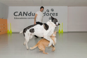 Canducadores