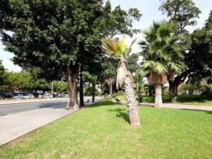 Parque Pintor Torres Mata
