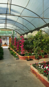 CASA LAS FLORES GARDEN CENTER