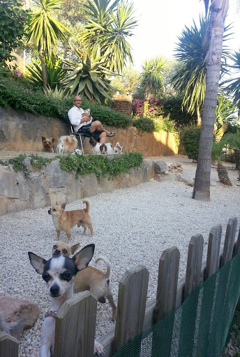 Tiny Dog Hotel Marbella