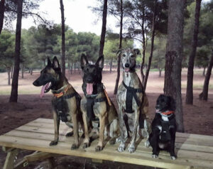 Adiestramiento Canino HOLISTICAN