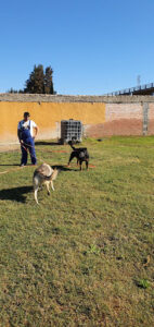 La Costa Top Dogs