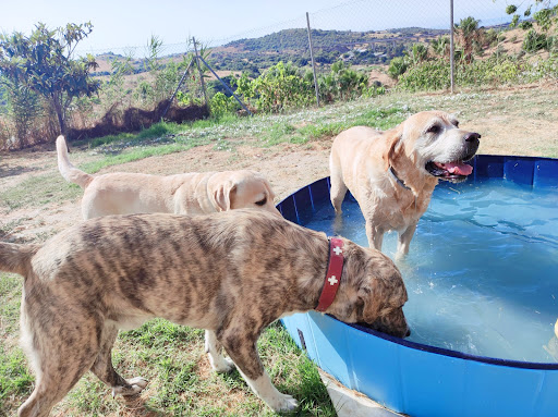 Home4udog Estepona Dog boarding•Guarderia canina