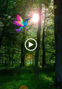 Inner Being Therapies