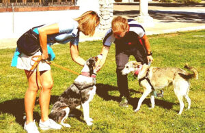 EquipoCan Adiestrador de Cachorros