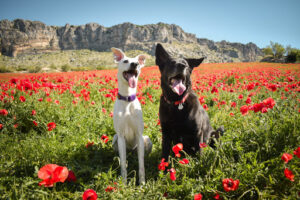 Wedog Adiestrador Canino Málaga