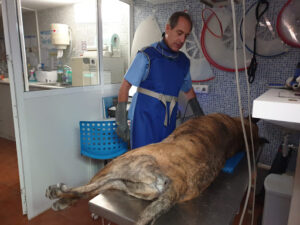 Clinica Veterinaria Echevarría