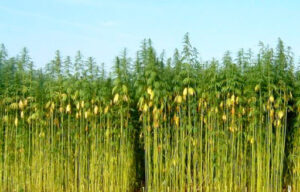 Perro Verde Grow Shop