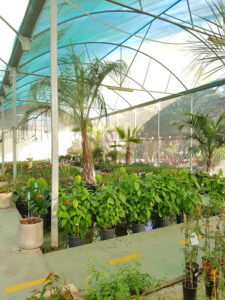 Vivero Municipal Los Pinares