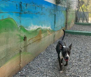 Residencia Canina y felina "Mi casa"