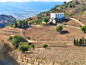 Bodega Sánchez Rosado
