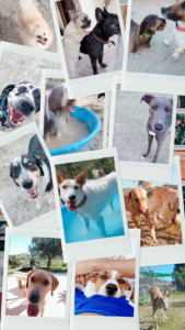 Home4udog Estepona Dog boarding•Guarderia canina