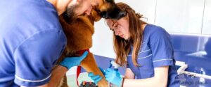 [num_X] Mejores Servicios de Urgencias Veterinarias en Málaga - 57